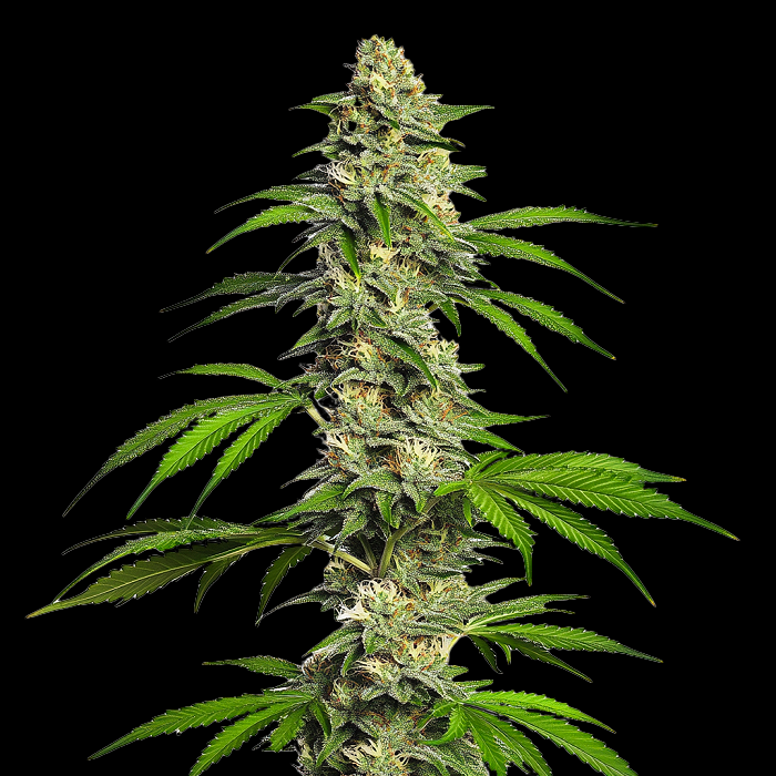 Girl Scout Cookies Auto
