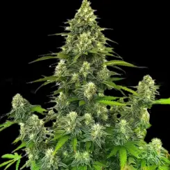 Gorilla Glue #4 Auto Cannabis Seeds by Bulk White Label