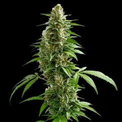 Green Crack Auto Cannabis Seeds by Bulk White Label