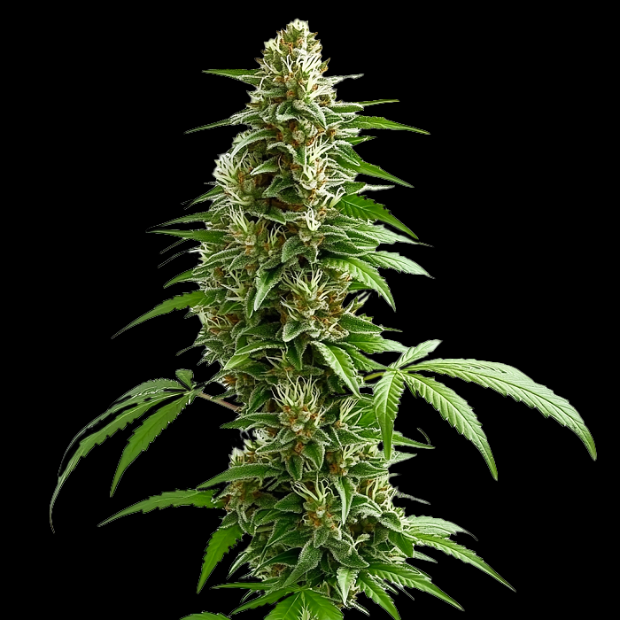 Green Crack Auto