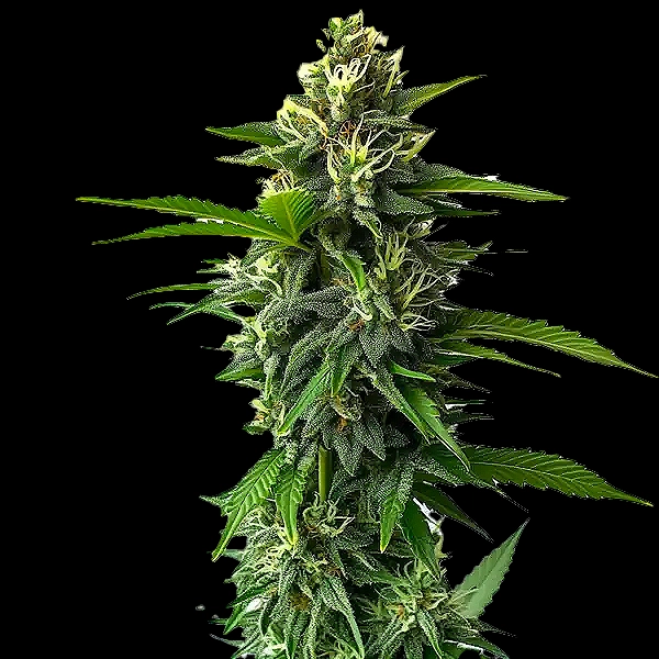 Jack Herer (F)