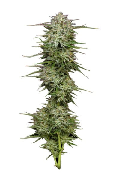 A close-up of a Pound Town Auto with green leaves and trichomes, isolated on a white background.