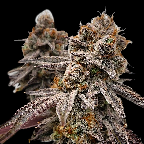 Big Detroit Energy Cannabis Seeds by Ethos Genetics