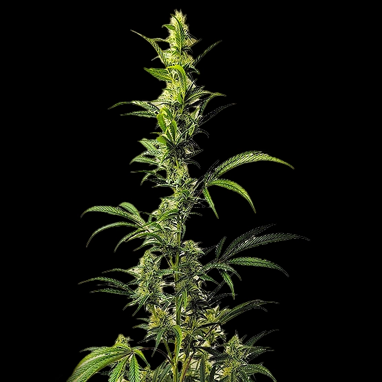 Ethos Haze IBL Cannabis Seeds by Ethos Genetics