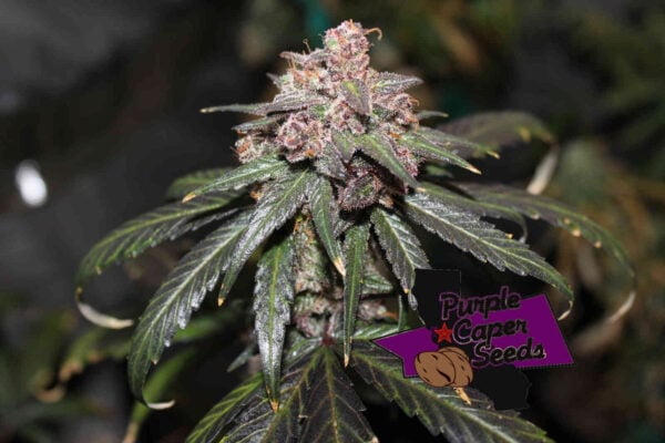 Purple Caper Grandaddy X