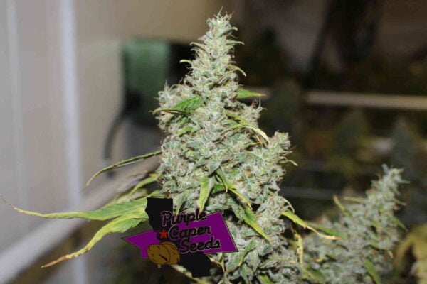 Purple Caper Luxor's Durban