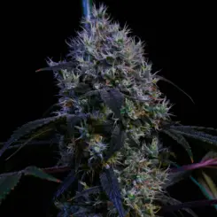 Super Lemon Haze RBX3 Cannabis Seeds by Ethos Genetics
