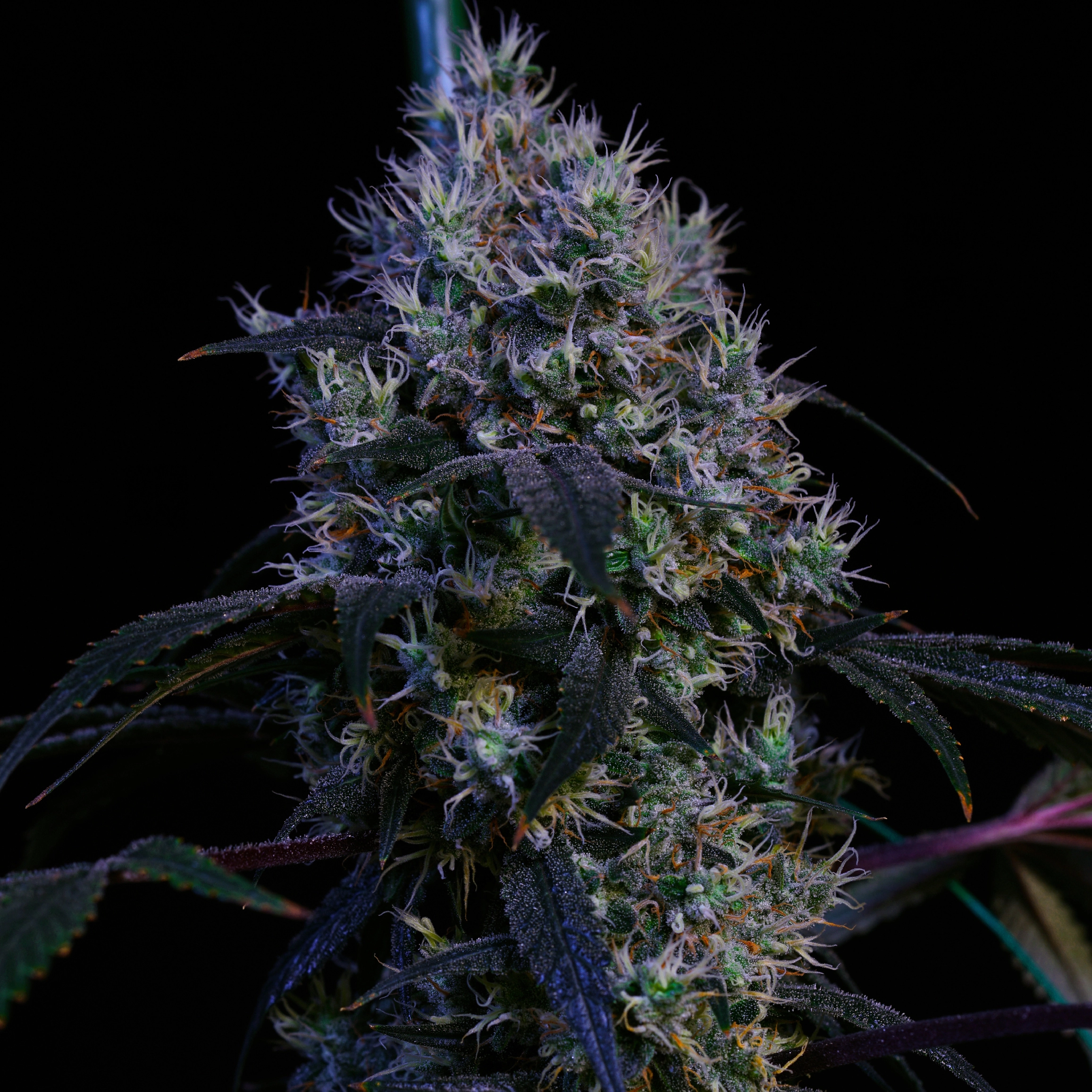 Super-Lemon-Haze-RBX3-cannabis-seeds-by-ethos-genetics1 Super Lemon Haze RBX3 Cannabis Seeds by Ethos Genetics