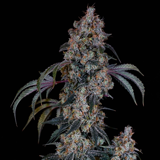 Thug-Roze-R1.-cannabis-seeds-by-ethos-genetics1 Thug Roze R1 Cannabis Seeds by Ethos Genetics