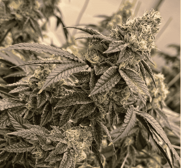 Secret Seed Society Midnight Znack