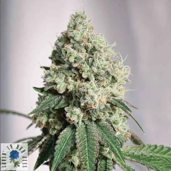 silver stream feminized cannabis seeds by lovin in her eyes