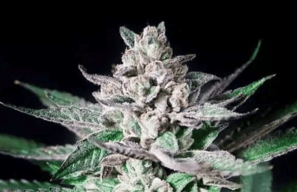 Close-up photo of an Alien Rock Candy (F) cannabis flower with green leaves and dense trichomes against a dark background.