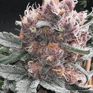 Mosca Seeds Shake-N-Bake