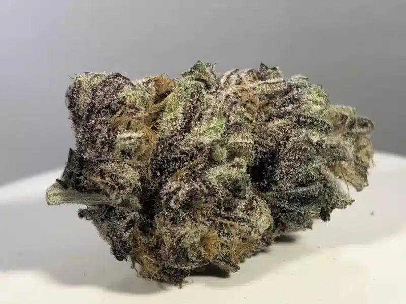 Mz Jill Genetics Purple Gihad