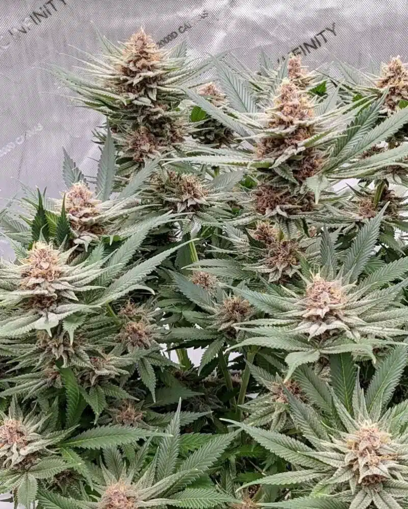 Mz Jill Genetics Purple Gihad