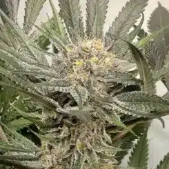 MZ Jill Genetics Purple Gihad