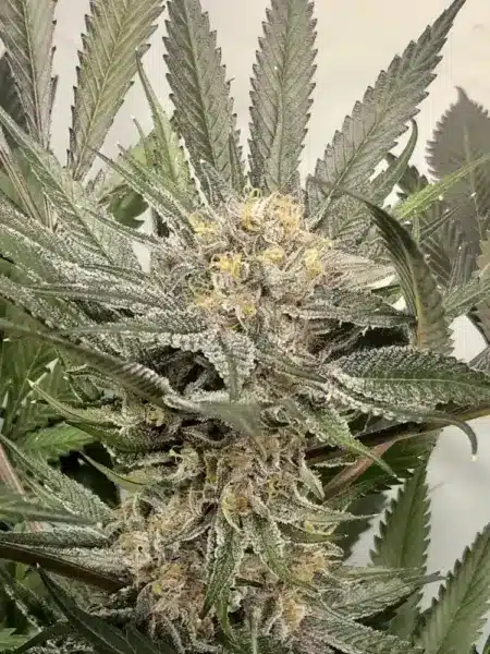 MZ Jill Genetics Purple Gihad