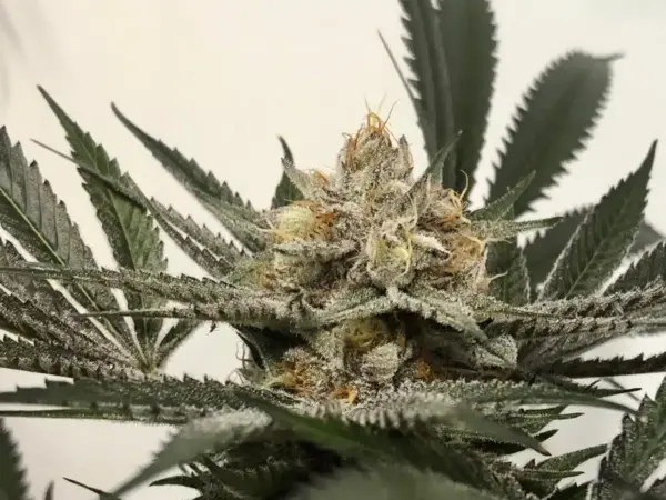 MZ Jill Genetics Purple Shah