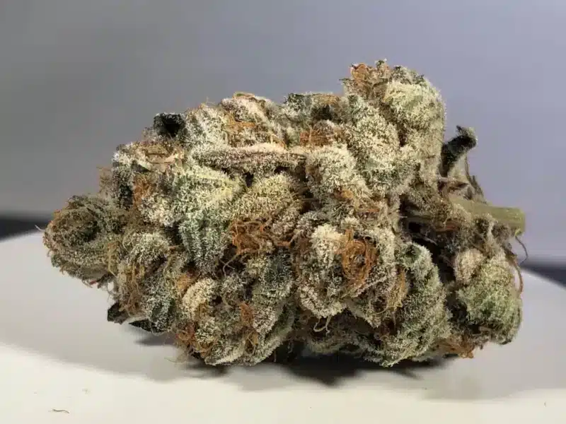 A close-up of a dense Purple Shah (F) cannabis bud with visible trichomes and vibrant orange hairs against a plain background.