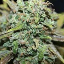Amnesia Auto