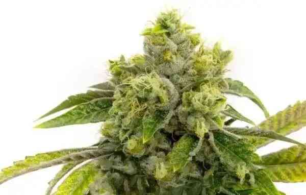 Close-up of an AK 47 Auto with green leaves and resinous trichomes against a white background.