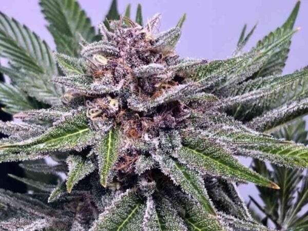 Mz Jill Genetics Chiroptera Kush