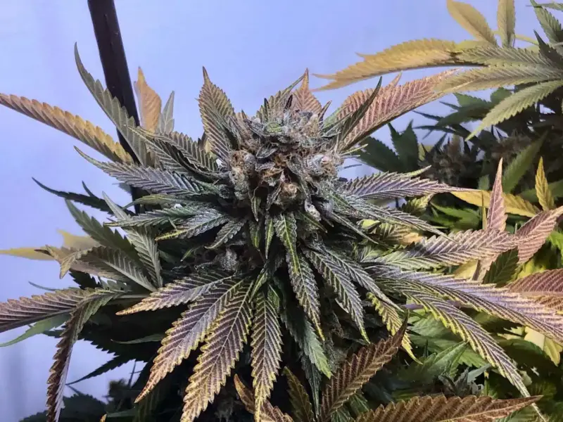 MZ Jill Jilly Bean F2