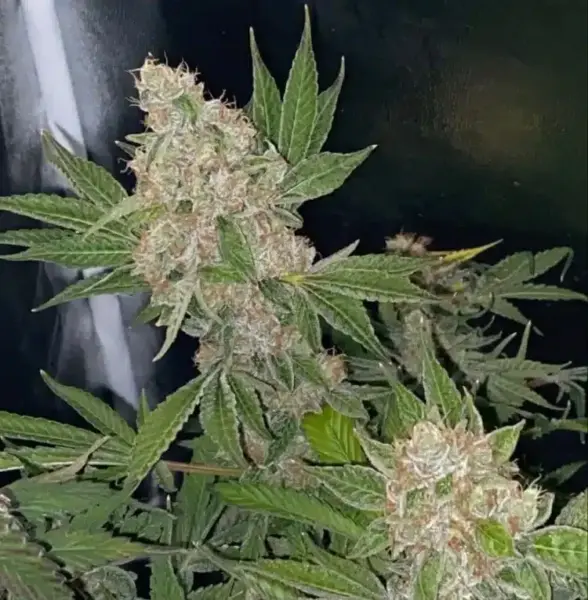 MZ Jill Jilly Bean Grape