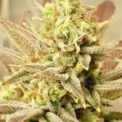 Mz Jill Genetics Jilly Bean Lime