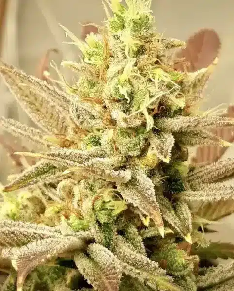 Mz Jill Genetics Jilly Bean Lime