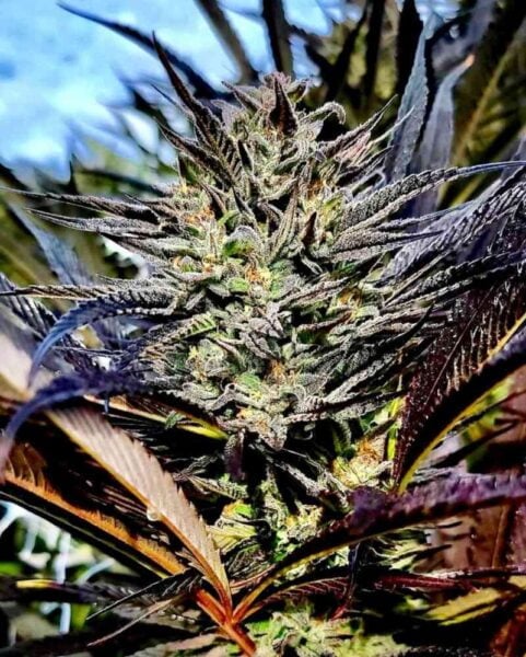 A close-up of the Joker’s Wild (F) cannabis plant showcases its dense buds and frosty trichomes, surrounded by dark green and purple leaves against a blurred background.