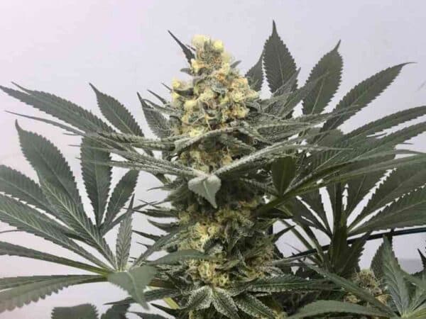 MZ Jill Genetics Joker's Wild