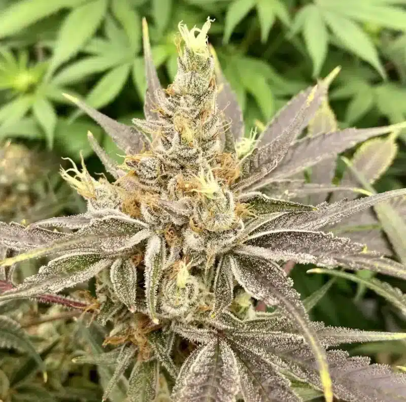 Close-up of a Mendo Jilly (F) cannabis plant with dense, trichome-covered buds and green, serrated leaves in the background.