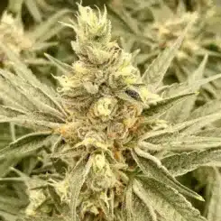 MZ Jill Genetics Mendo Jilly