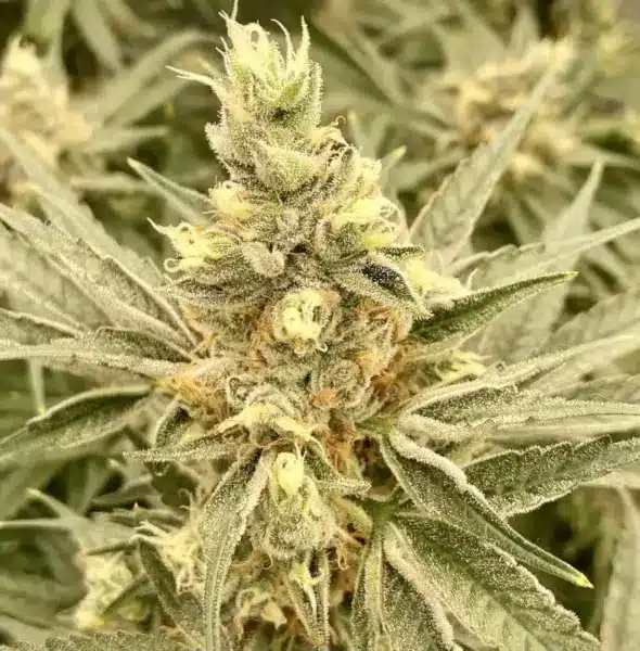 MZ Jill Genetics Mendo Jilly