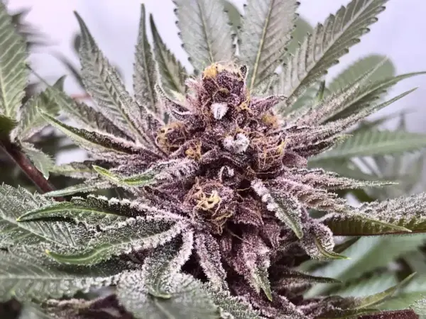 Close-up of a Purple Afghani Kush S1 (F) bud covered in frosty white trichomes, surrounded by green, serrated leaves.