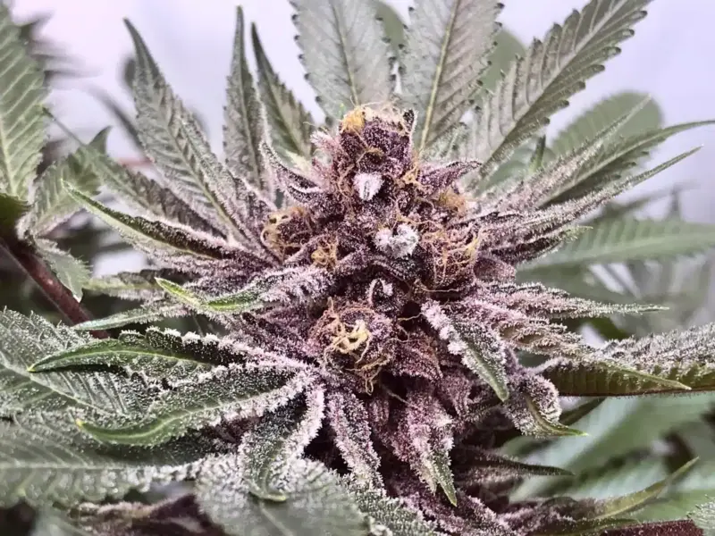 Close-up of a Purple Afghani Kush S1 (F) bud covered in frosty white trichomes, surrounded by green, serrated leaves.