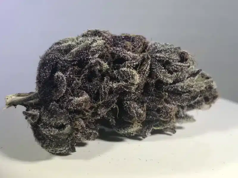 Close-up image of a dense, dark purple Purple Afghani Kush S1 (F) cannabis bud with a frosty, crystal-like coating.