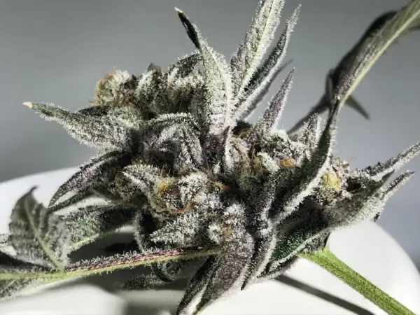 Close-up of a Purple Turban (F) cannabis bud covered in trichomes, highlighting its dense and frosty appearance against a plain background.