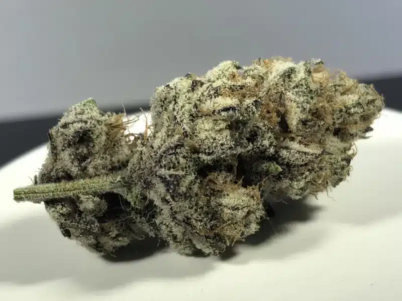 Close-up image of a dense Purple Turban (F) cannabis bud on a white and gray background.