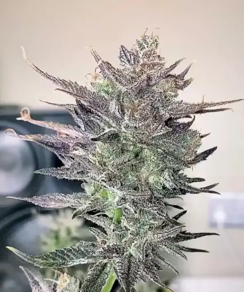 MZ Jill Genetics Queen Anne’s Revenge