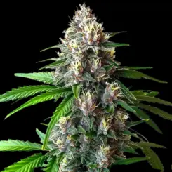 Wedding Cake Auto Cannabis Seeds by Bulk White Label