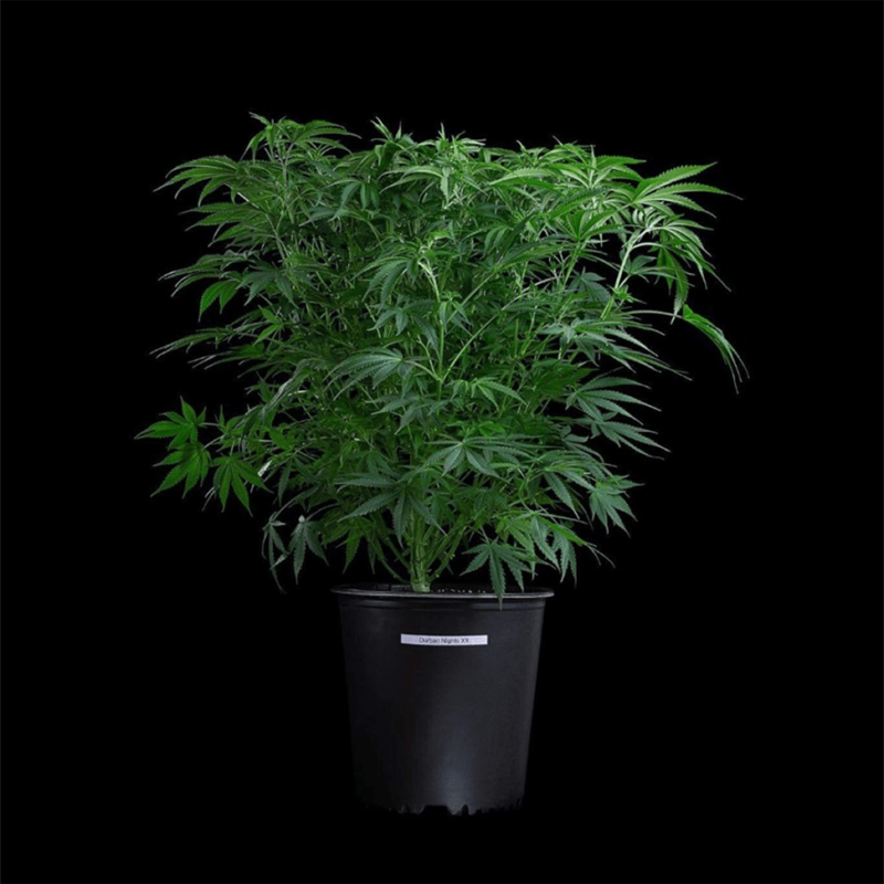 thai herer 99 cannabis seeds by brothers grimm seeds