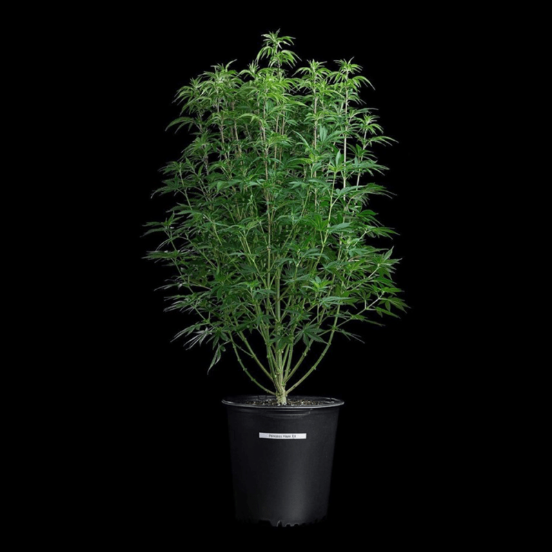 princess haze cannabis seeds by brothers grimm seeds