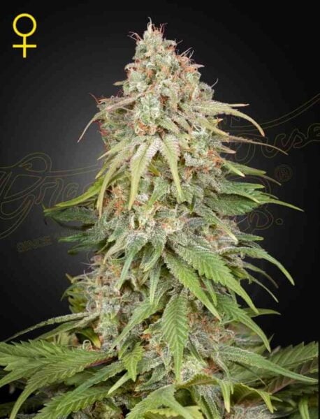 Greenhouse Seed Company GH Amnesia