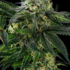 Omuerta Genetix Gunners Gift F2