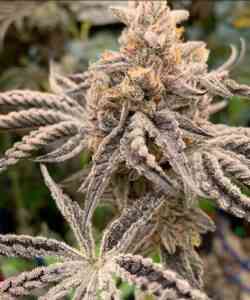 Close-up image of an Ice Cream King (F) cannabis plant bud with frosty trichomes and purple-tinted leaves.