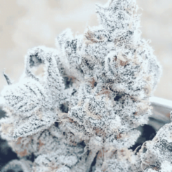 In House Genetics Jelly Breath S1