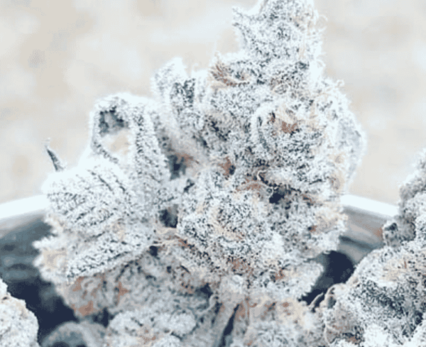 In House Genetics Jelly Breath S1