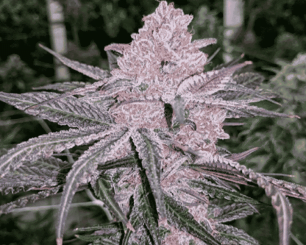 In House Genetics Jelly Sickle